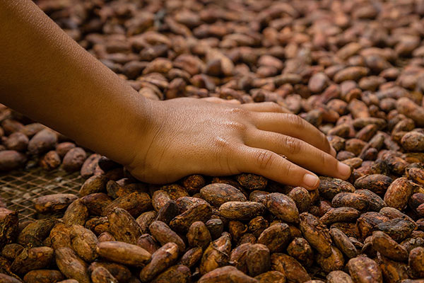 Two hands full of cacao beans