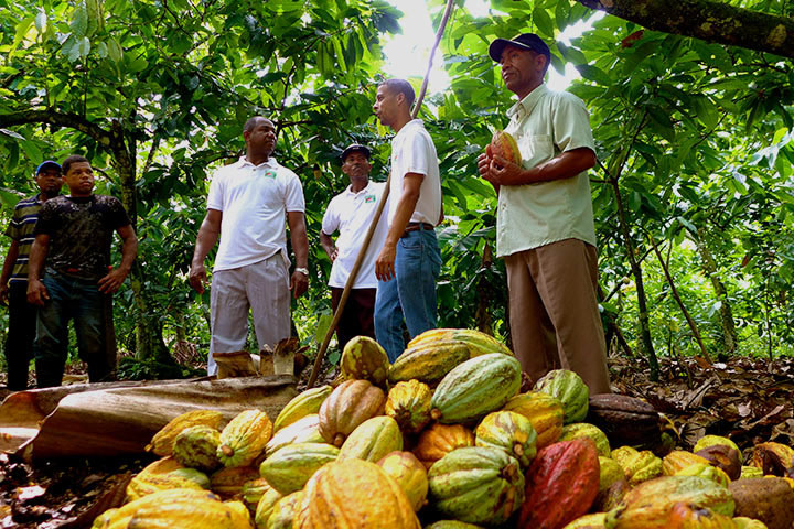 cacao farmers