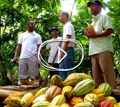 Watch Video: Why Fair Trade Chocolate?