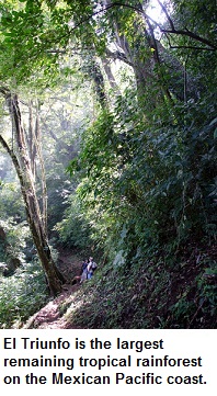 El Triunfo is the largest remaining tropical rainforest on the Mexican Pacific coast.