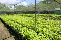 Cacao Nursery Cacao Nursery