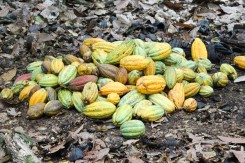 Cacao Pod Pile Cacao Pod Pile