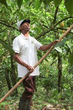 Dominican Cacao Farmer Dominican Cacao Farmer