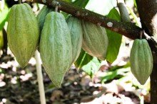 cacao farming environment organic does help pods dominicanrepublic chocolate