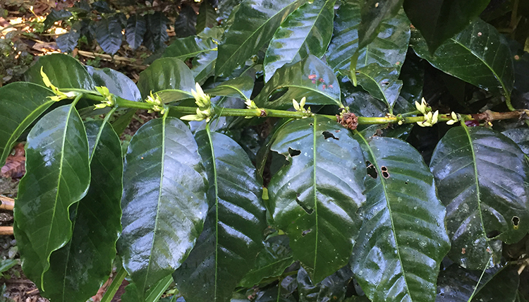 Coffee plants in Colombia