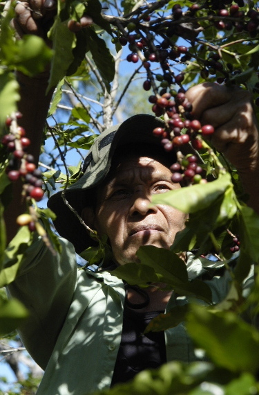 Organic Coffee Farmer Harvests Cherries