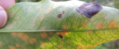 Coffee Leaf Rust