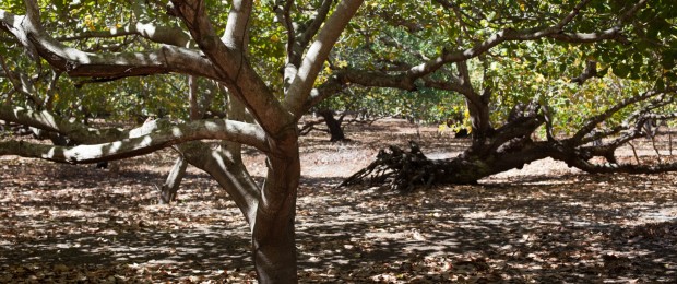 aprainores cashews co-op