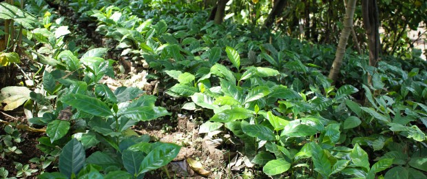 coffee nursery