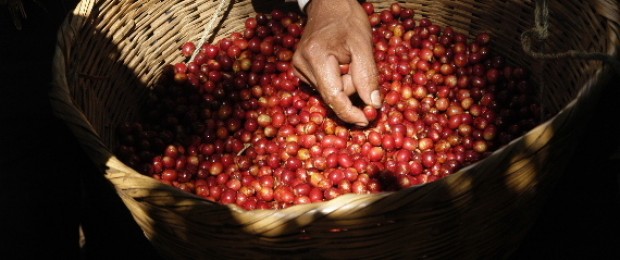 red cherry