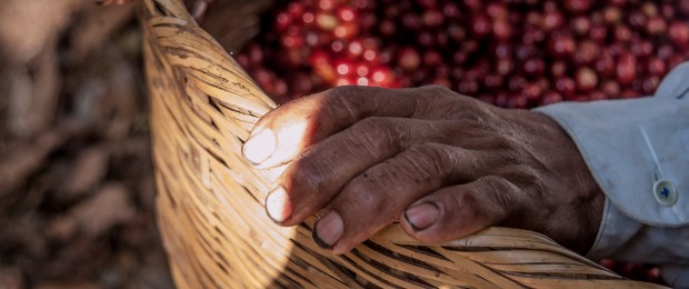 coffee berries 