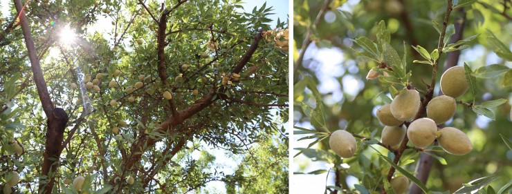 almonds