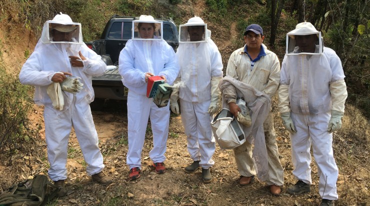 Beekeeping at Triunfo Verde in Mexico