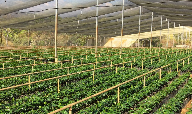 Nursery supported through the Fair Trade Capital Collaborative at CESMACH
