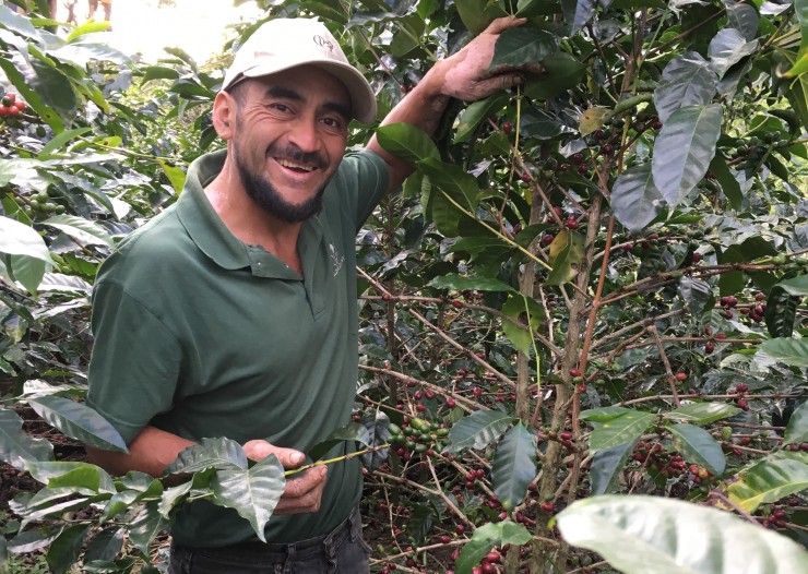 Edwin Contreras of COMSA shows off one of his favorite plants on his farm. Edwin is one of the leaders of COMSA's experimental project in varietal recovery funded through the collaborative. 