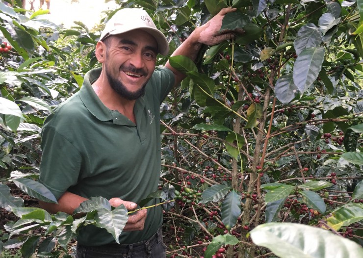 Edwin Contreras of COMSA shows off one of his favorite plants on his farm. Edwin is one of the leaders of COMSA's experimental project in varietal recovery funded through the collaborative.