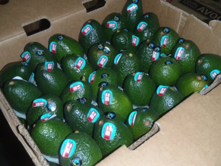 Equal Exchange Avocados
