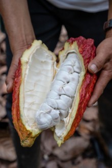 Alien Fruits And Co Ops In Cahoots Equal Exchange