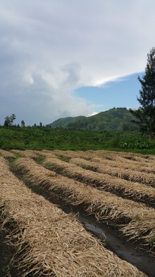 DRC sopacdi