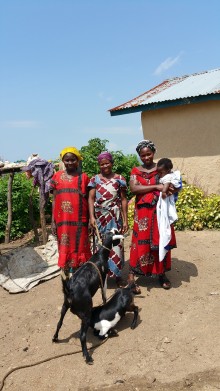 DRC goats