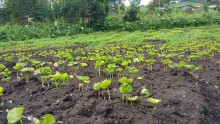 coffee seedlings nursery