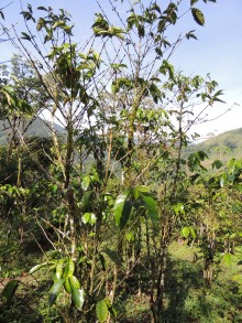 sick coffee tree