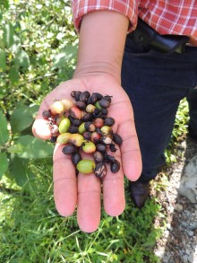 coffee trees