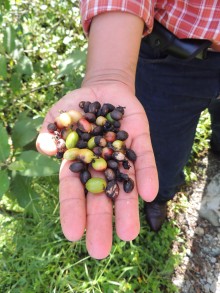 coffee trees 