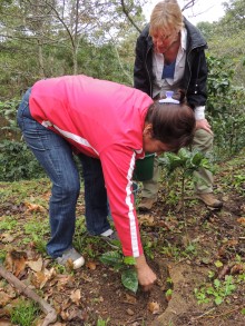 fertilizing coffee plants