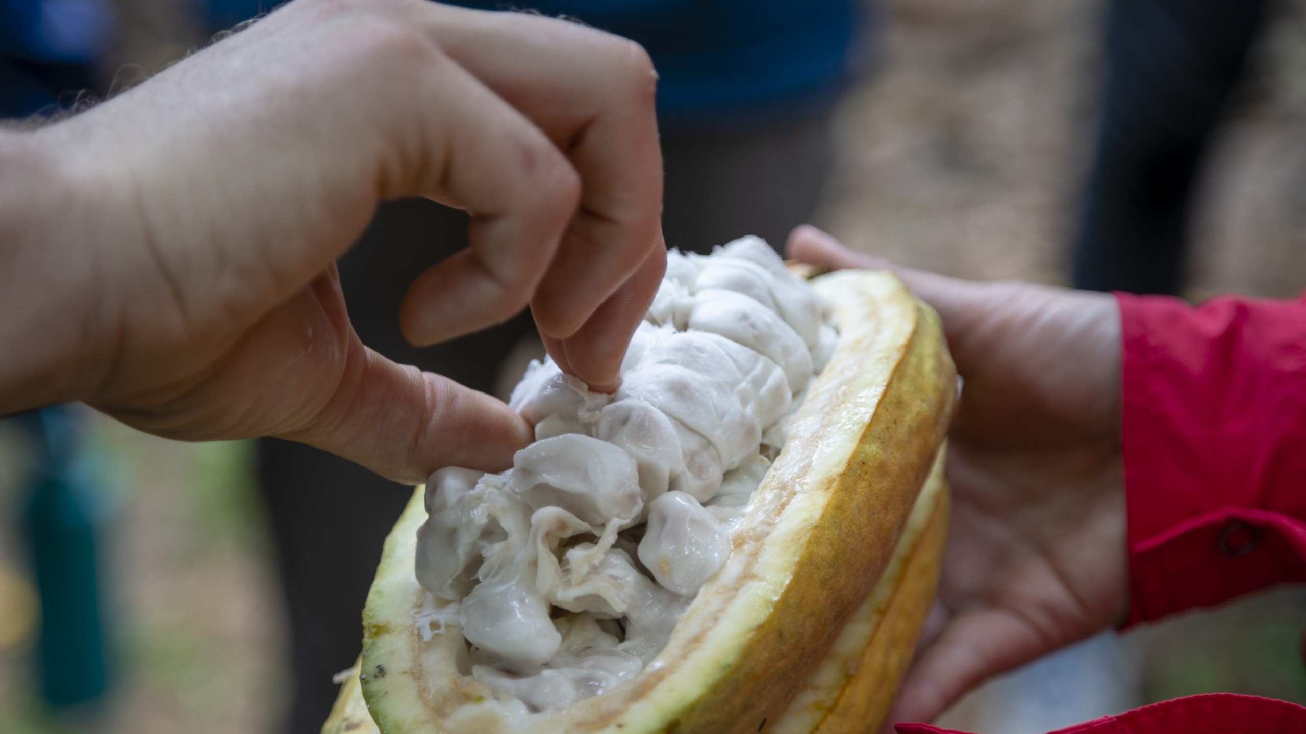 Alien Fruits And Co Ops In Cahoots Equal Exchange
