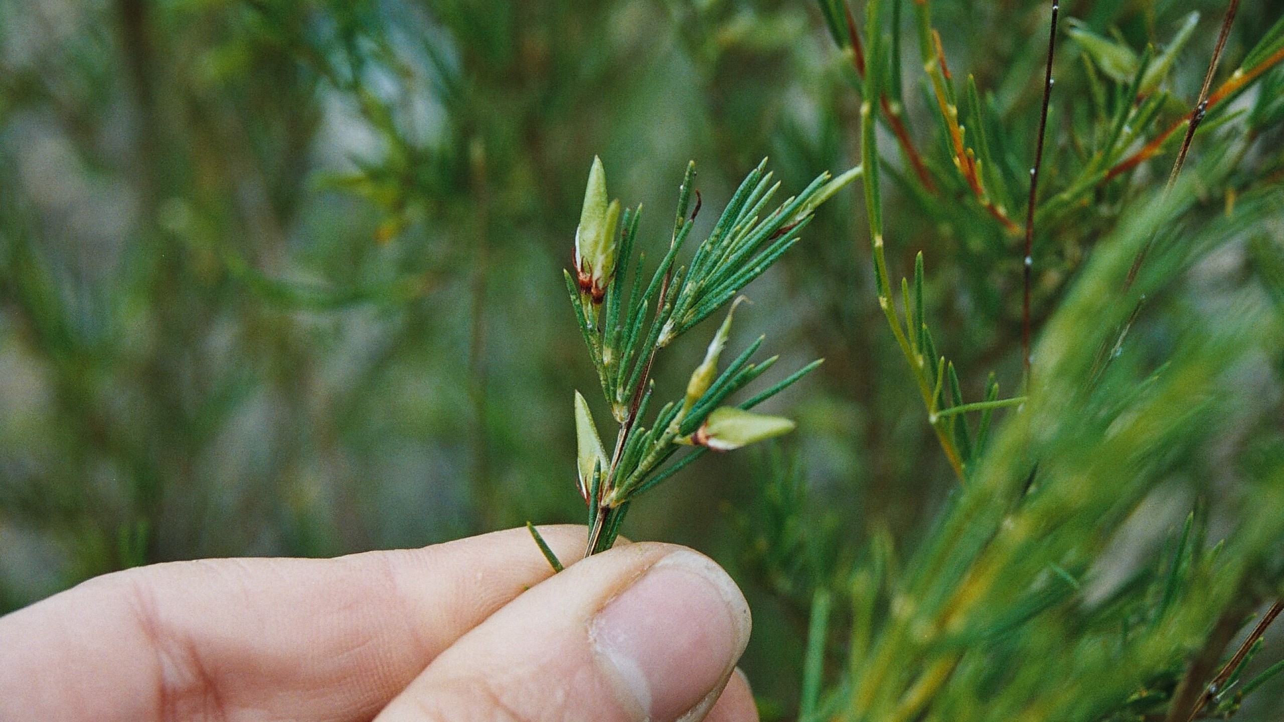 Wupperthal Original Rooibos Co Operative Equal Exchange