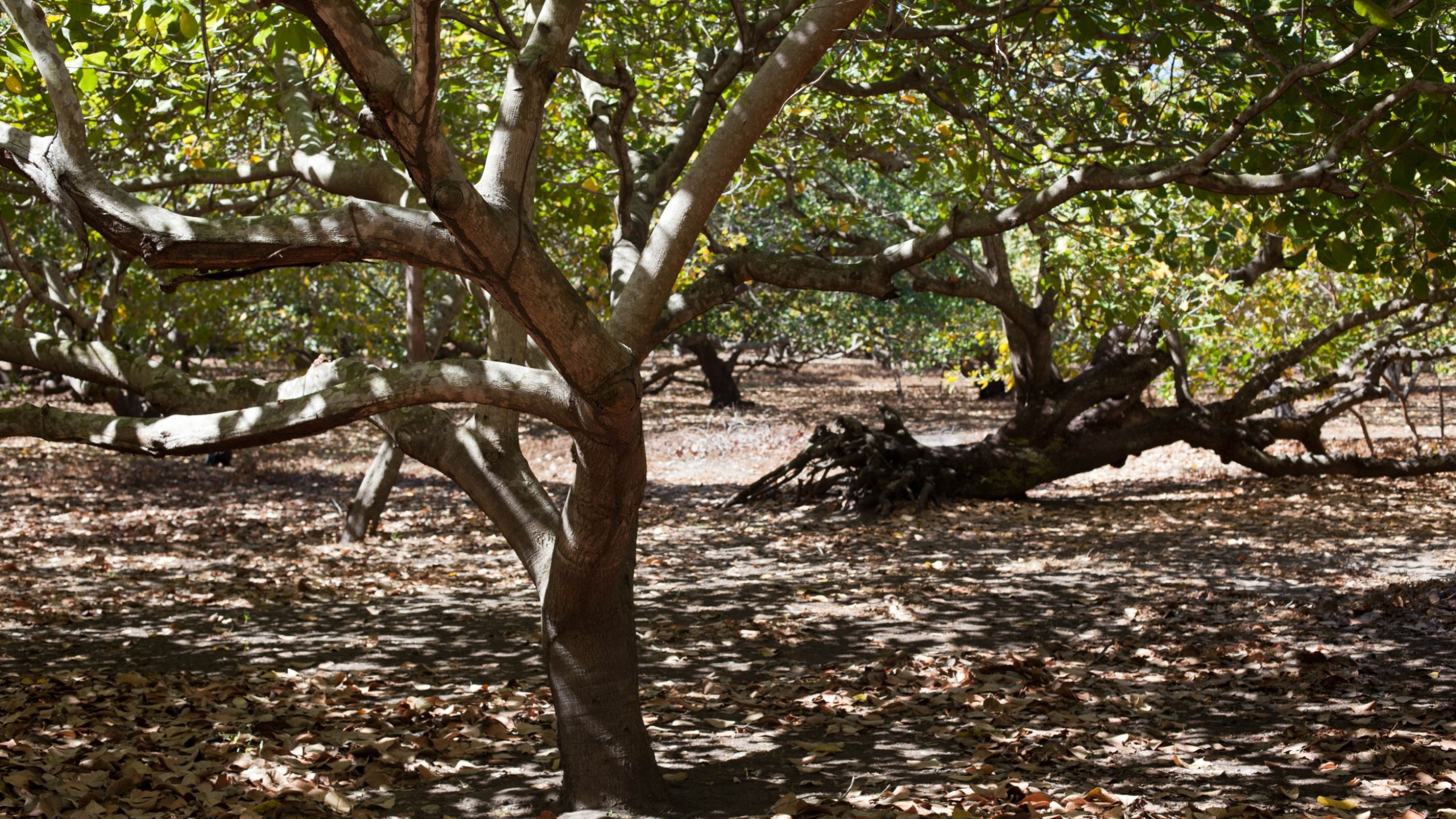 The Ups And Downs Of Cashew Farming Equal Exchange