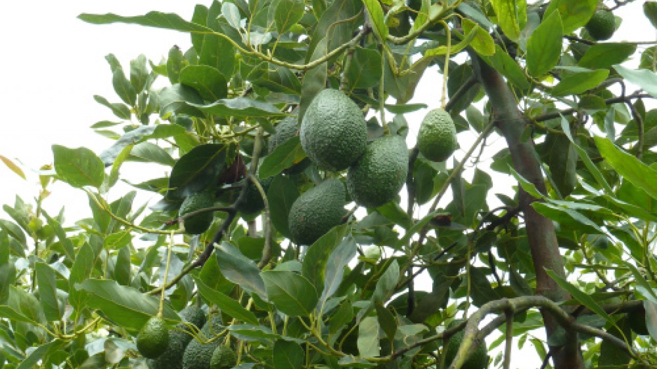 What is Behind the Disruptions in the Mexican Avocado ...