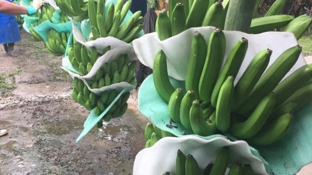 bananas coop guabo 