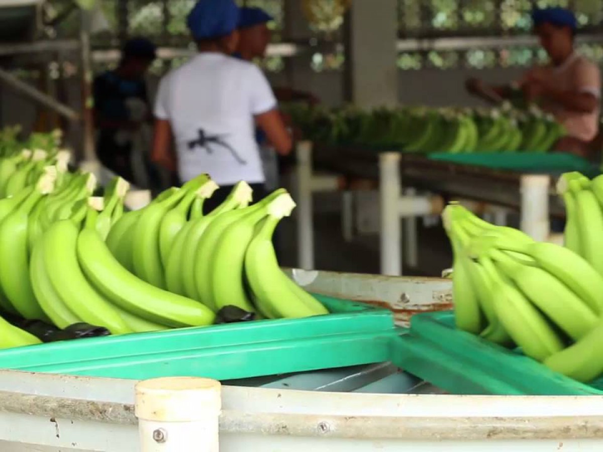 fair trade bananas equal