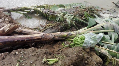 banana flood damage