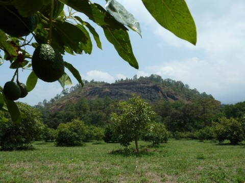Avocados growing on a tree