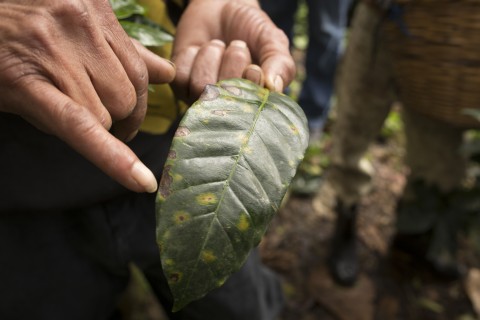 Leaf Rust