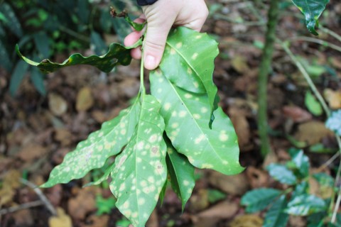 coffee leaf rust