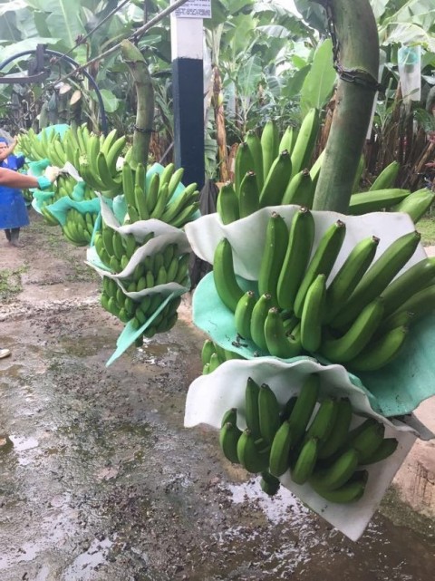 bananas coop guabo