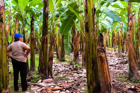 Banana producer