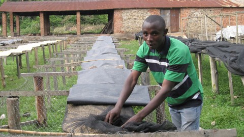 SOPACDI Coffee Processing