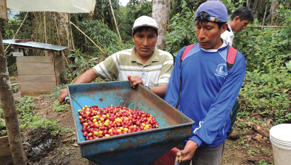 Two coffee farmers in Puno, Peru standing by a depulper filled with coffee cherries.