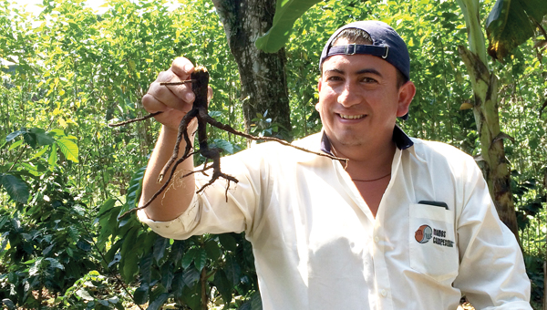 Coffee farmer in Guatemala holding up a tree root.